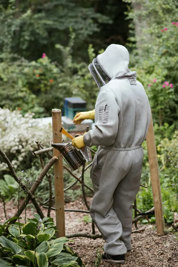 Bee inspector examining brood frames for signs of viral disease