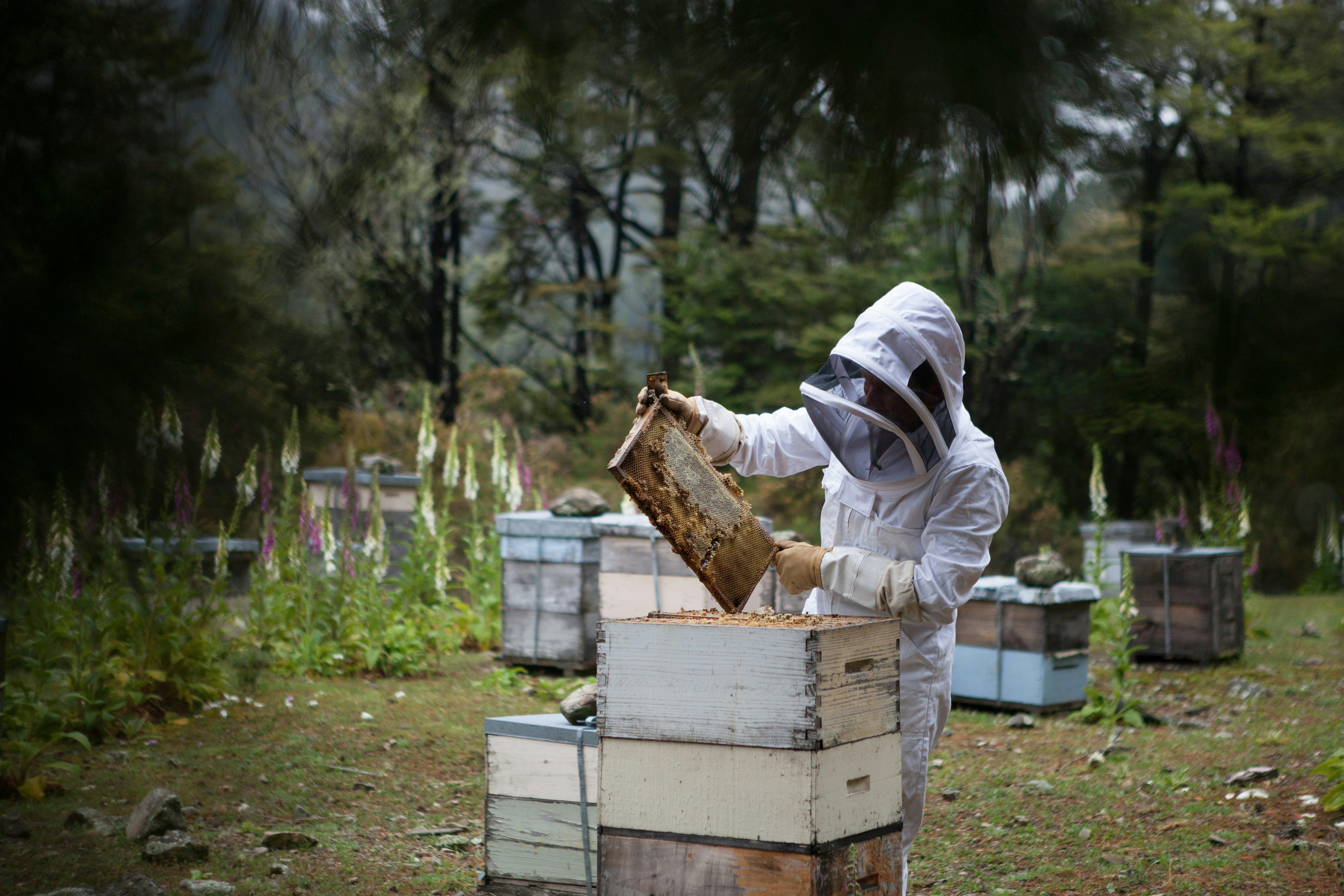Beekeeper inspecting a hive