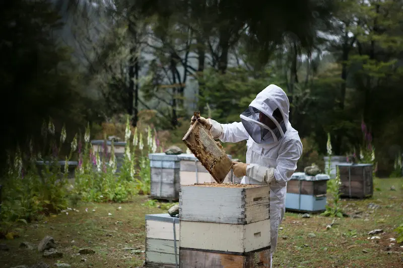 Beekeeper inspecting frames in the UK – keeping clear treatment records supports responsible beekeeping