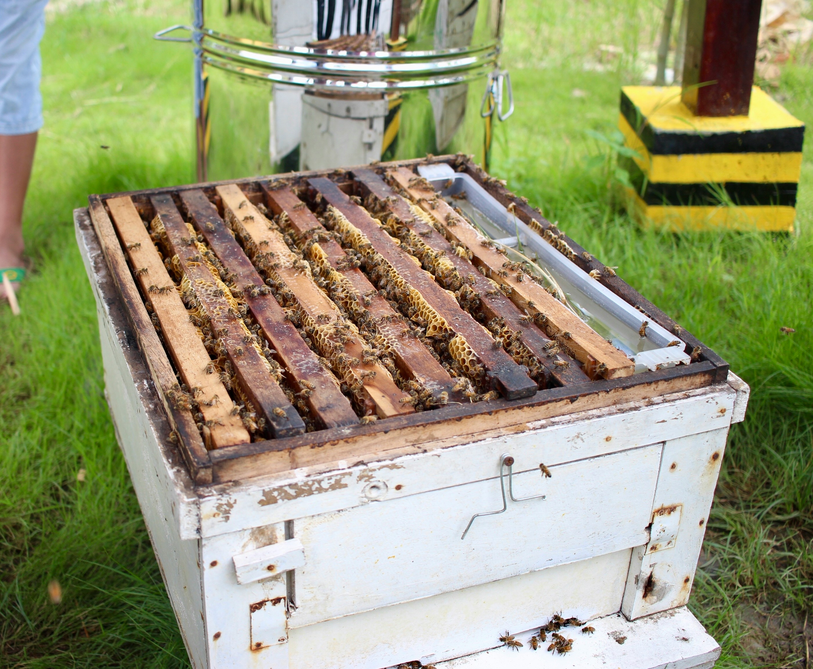 Picture of a Beehive Brood Box
