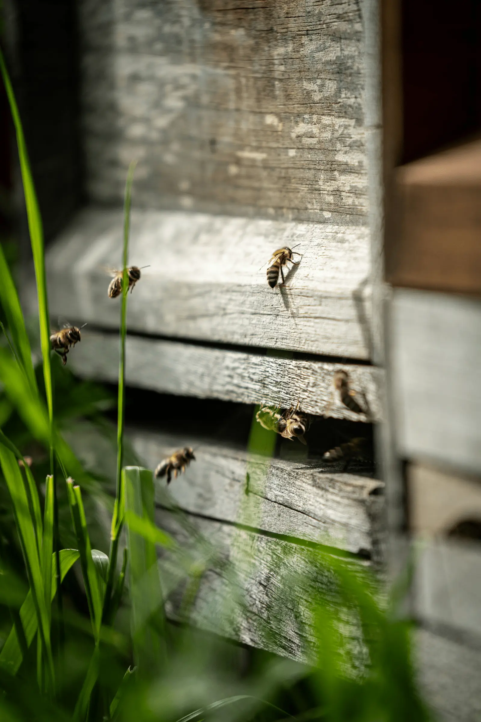 Beekeeping banner showing bees at entrance to hive