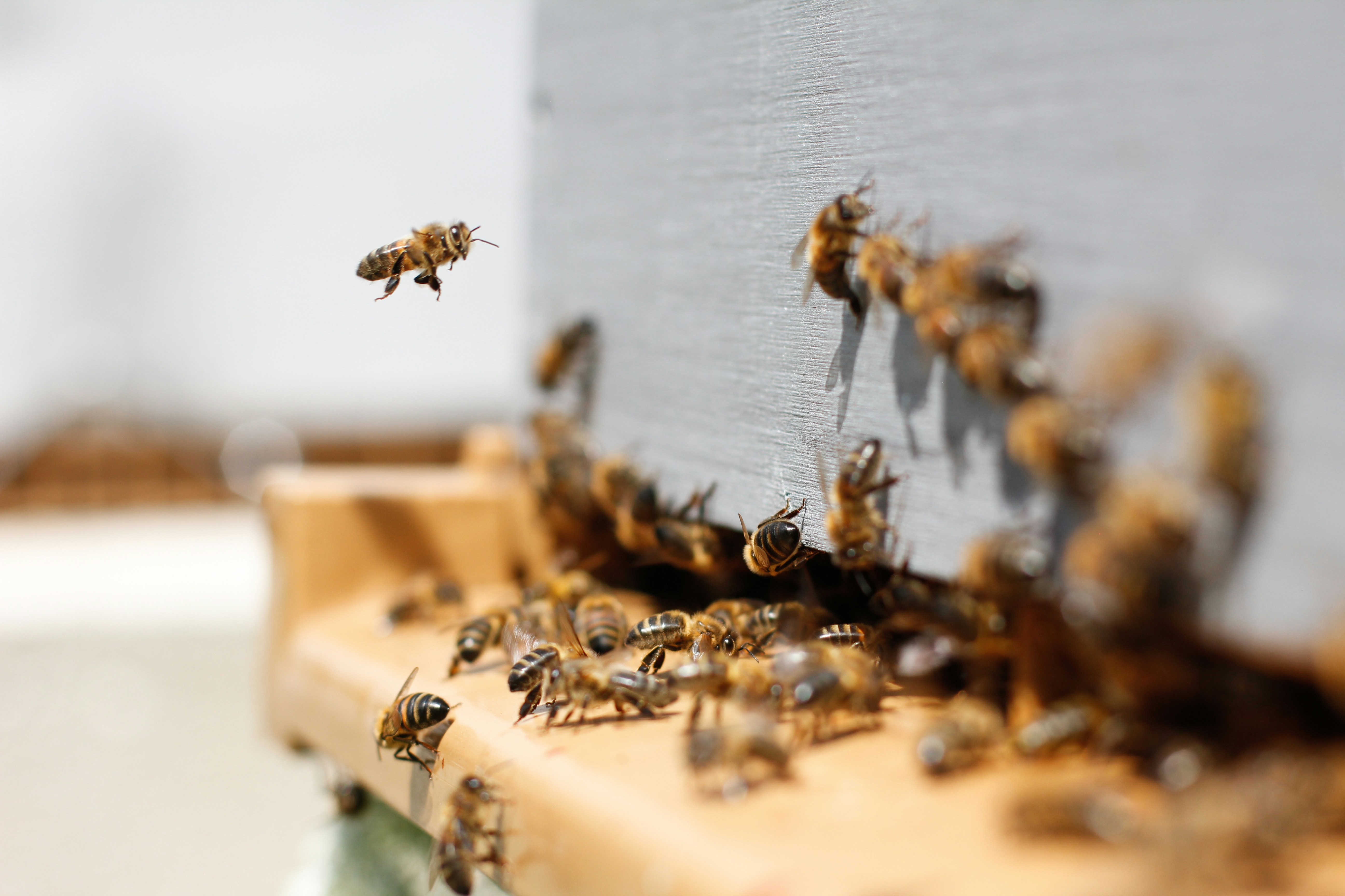 Beekeeping banner showing bees at entrance to hive