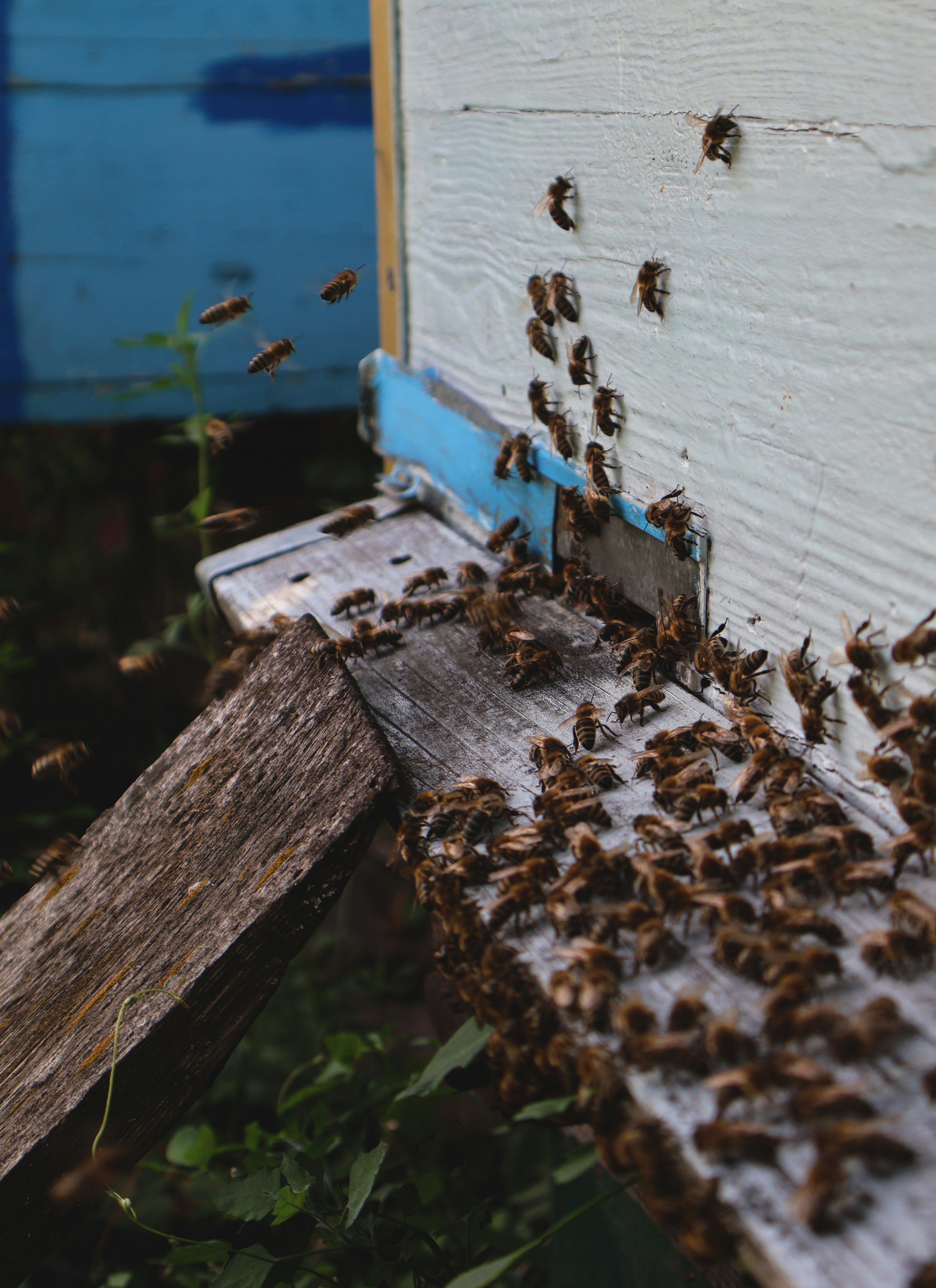 Honeybees on Landing Board