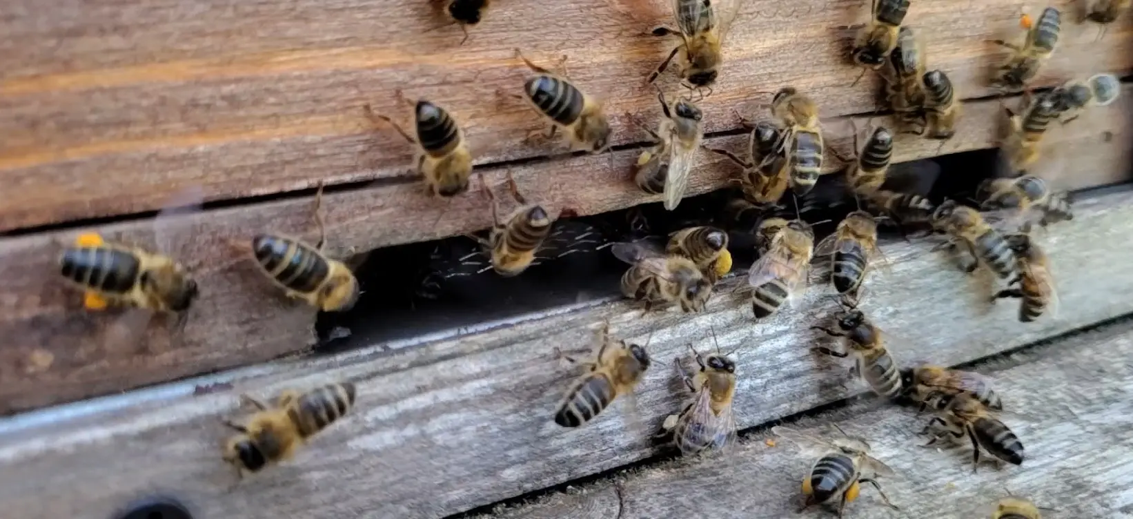 Honey bees fanning their wings at the entrance of a beehive