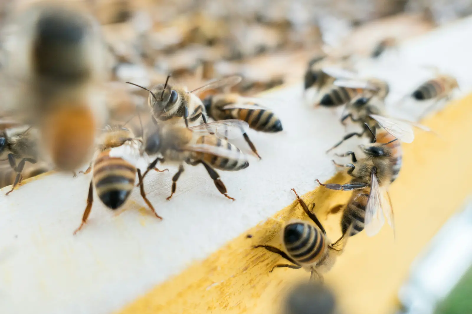 Close-up of honeybees working on honeycomb, showing colony life and honey production