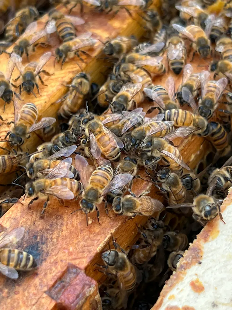 Honeybees inside a hive on comb