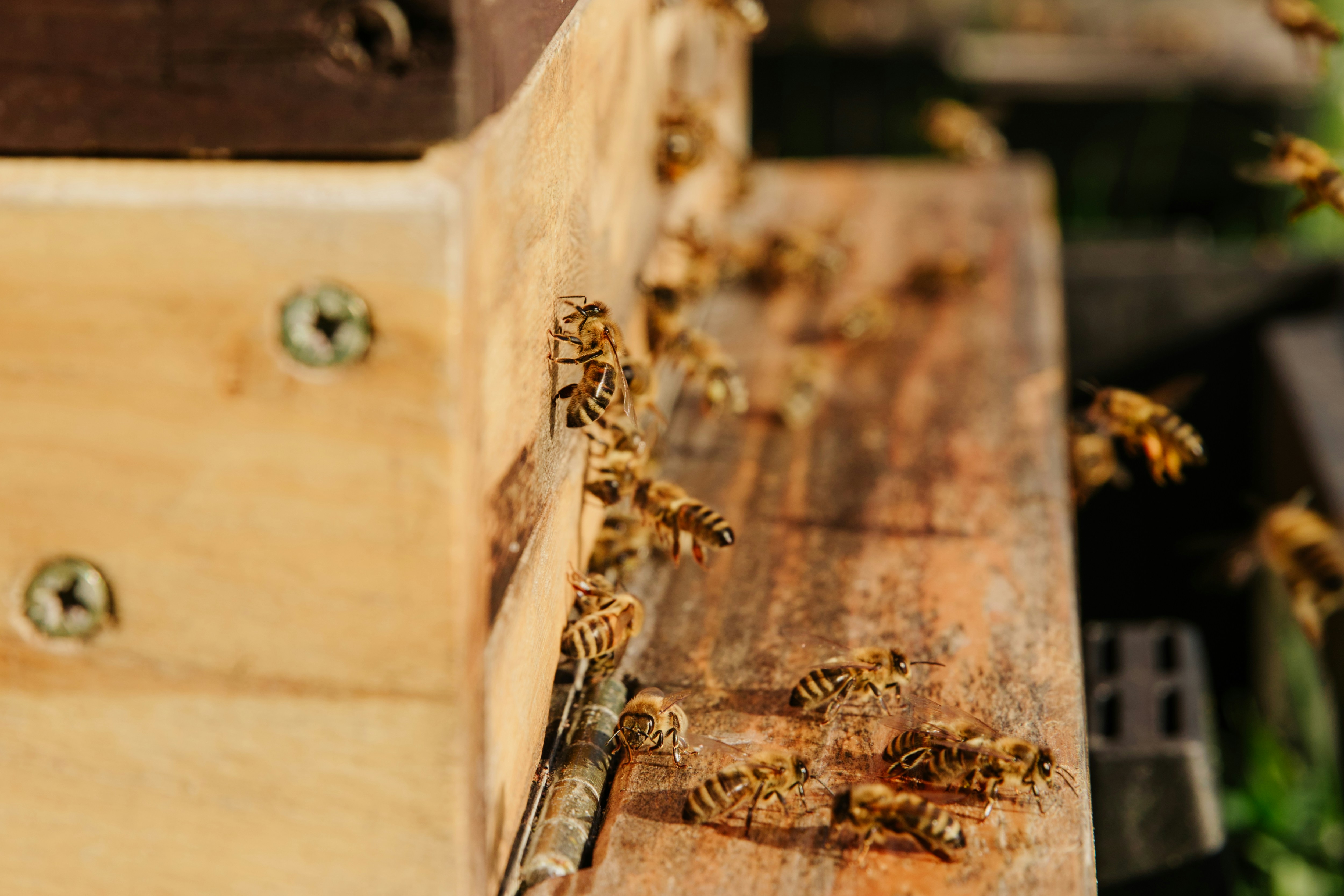Bees on Landing Board