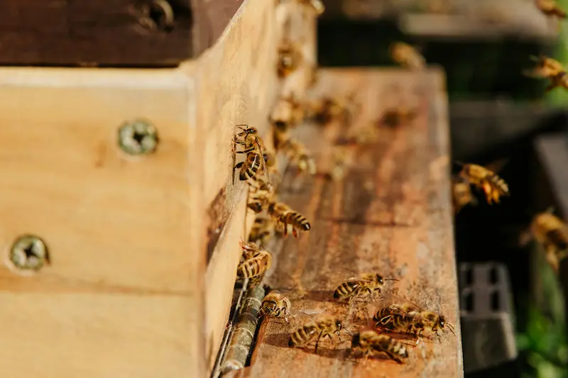 Honeybees landing at a hive entrance after foraging, linked to pollinator-friendly gardens and habitats