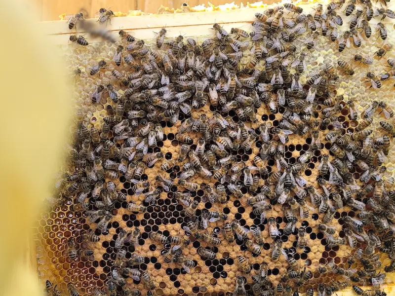 Bees covering brood on a frame during an April hive inspection
