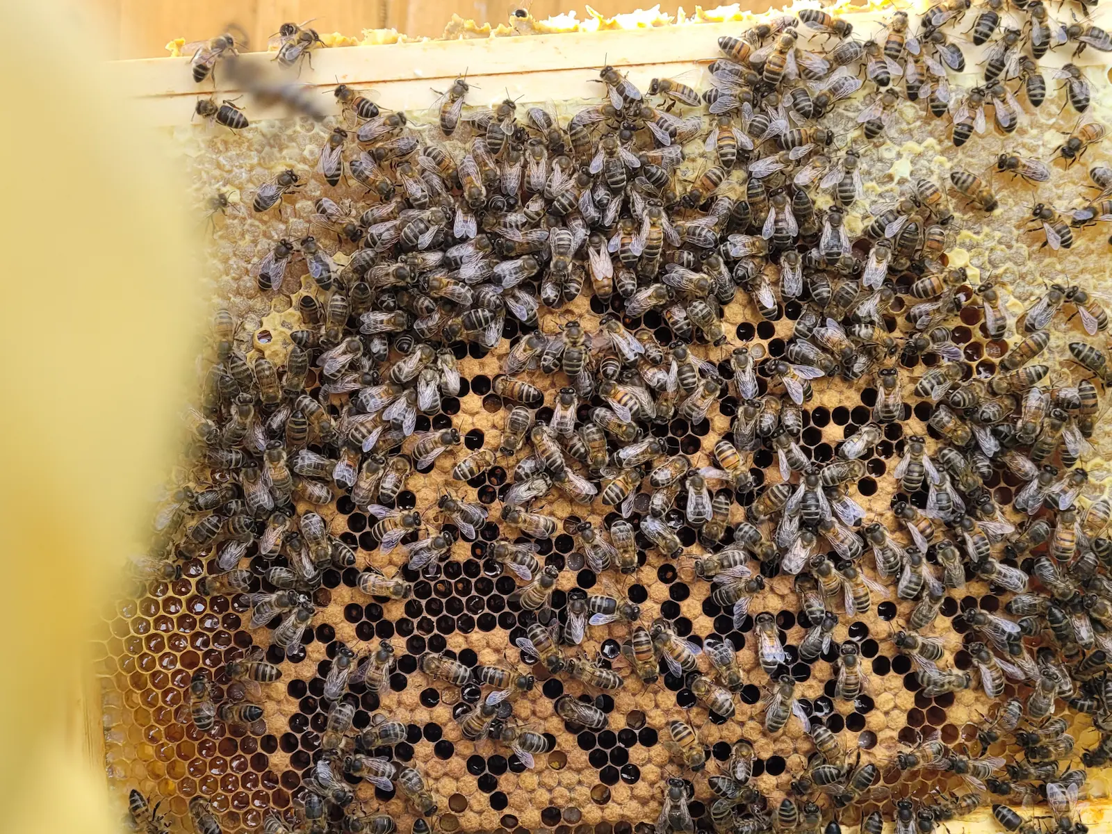 Bees covering brood on a frame during a June hive inspection