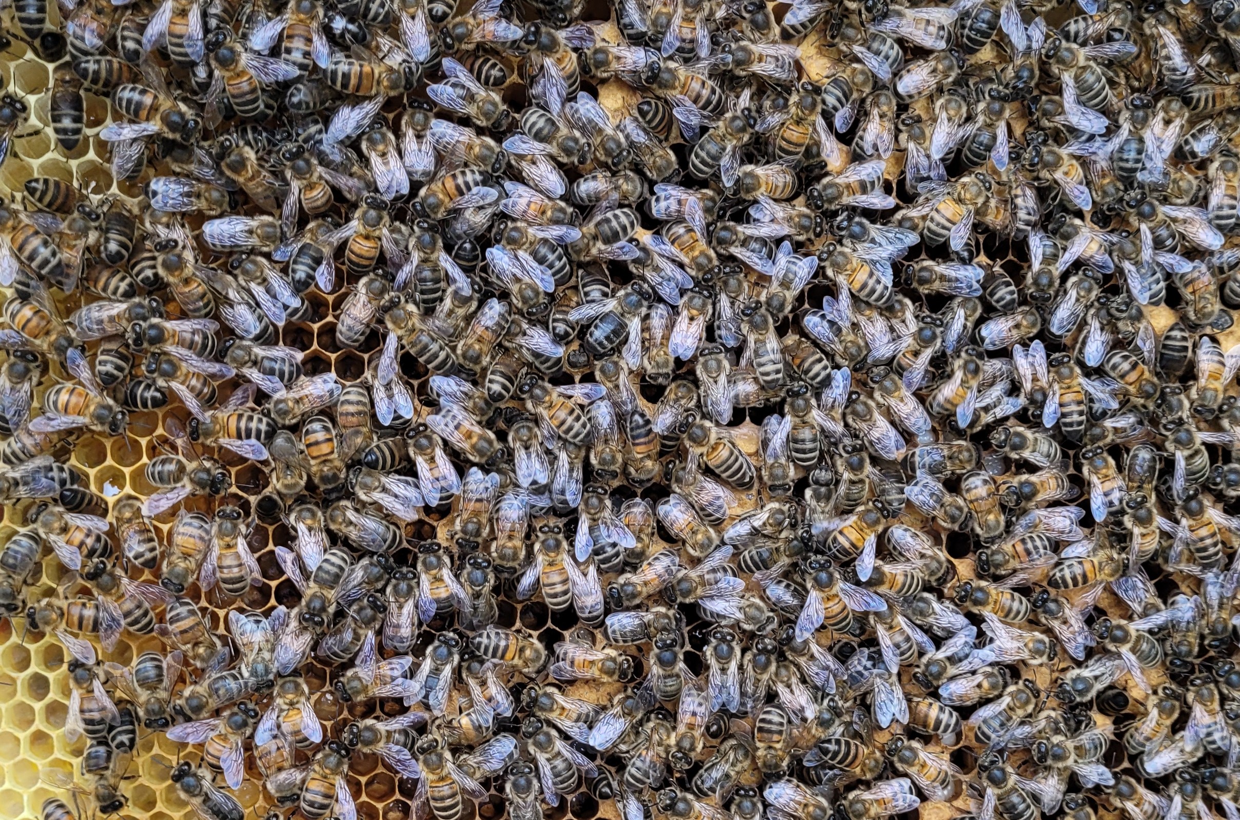 Picture of Honeybees on a beehive frame