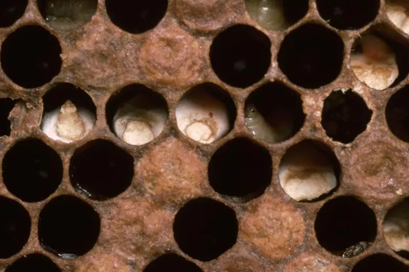 Chalkbrood mummified larvae in honey bee comb