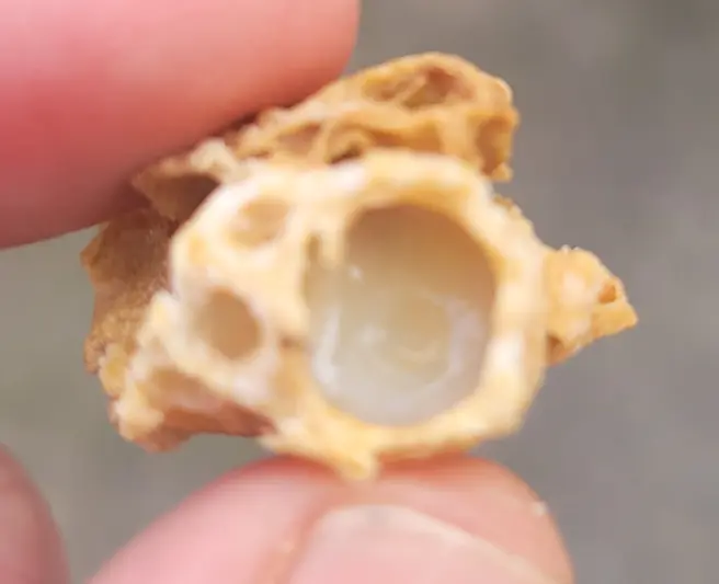 Charged queen cell opened to show larva in royal jelly