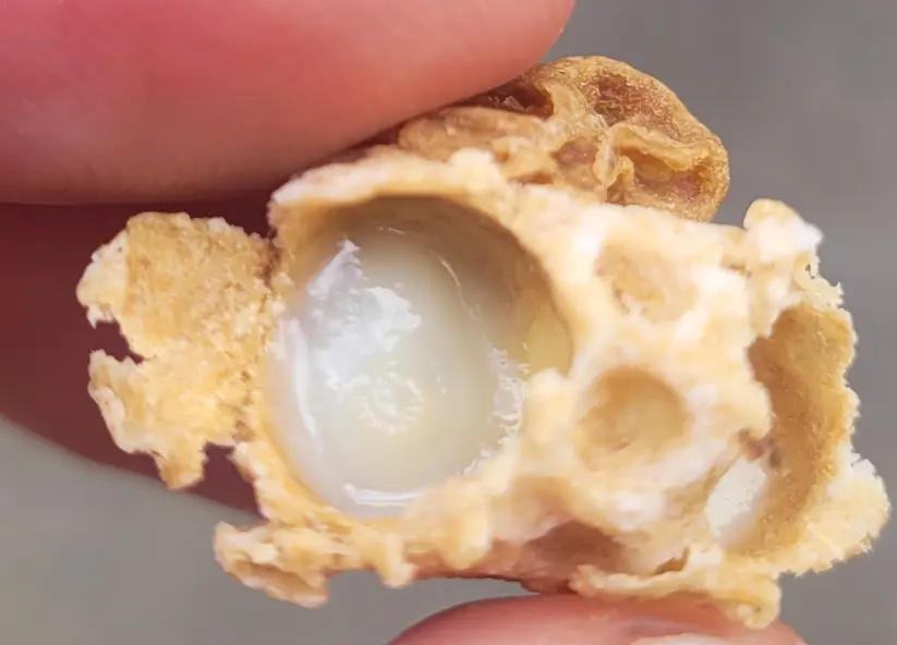 Another angle of a charged queen cell with larva in royal jelly