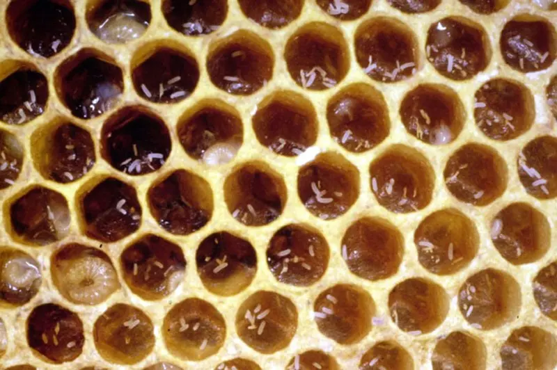 Beekeeper checking drone brood and eggs during a hive inspection
