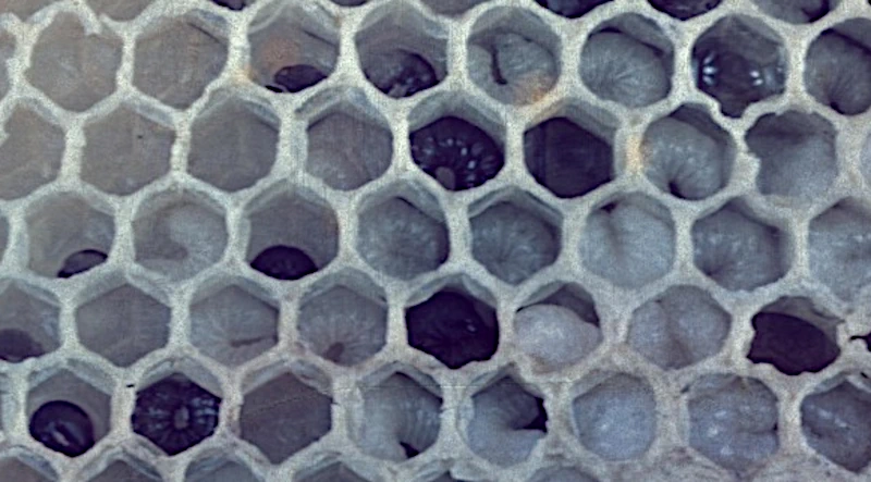 Close-up placeholder image of dull discoloured larvae affected by chilled brood