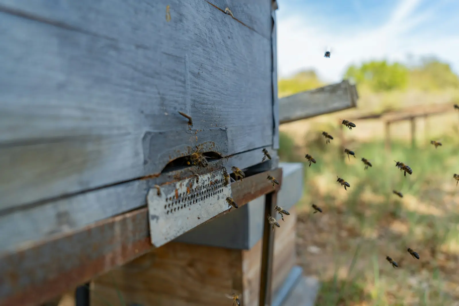 Picture of a close-up of a hive