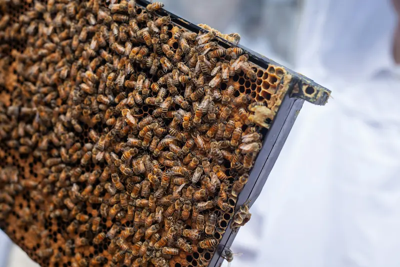Cluster of honey bees in late winter as seen on a brood frame