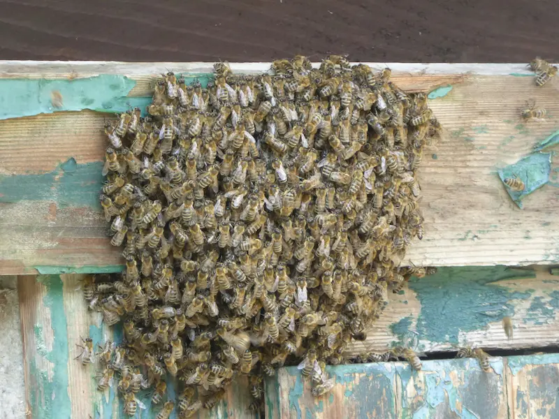 Cluster of honey bees on a hive front, being monitored as part of regular health checks