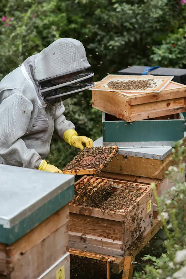 Cluster of honey bees on a brood frame being checked for signs of pests