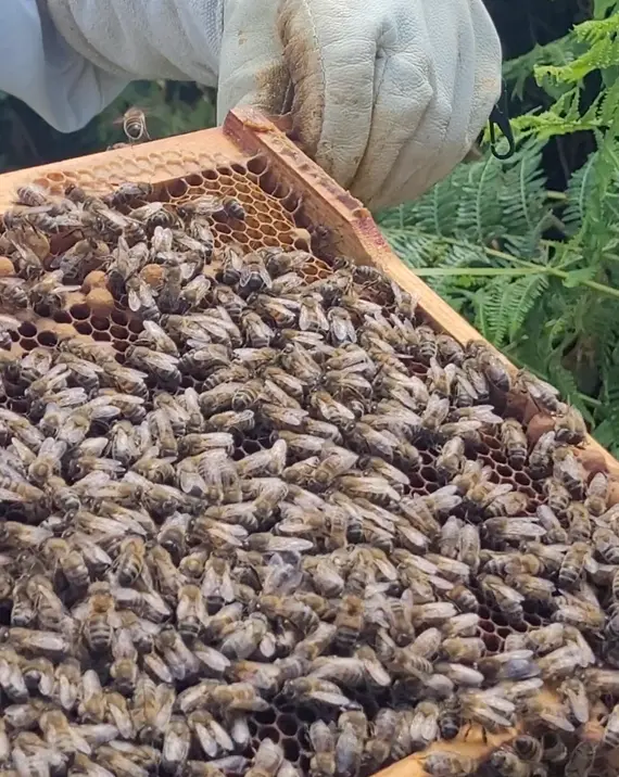 Cluster of honey bees on a clean brood frame showing good colony health
