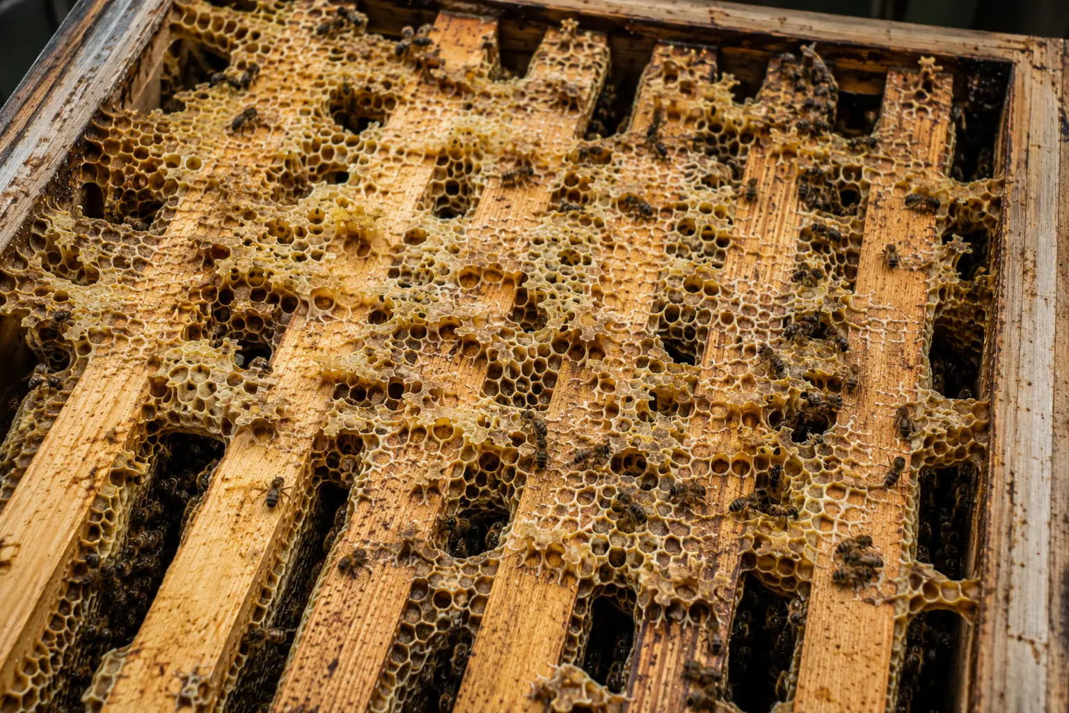 Cross comb built across beehive frames making inspection difficult