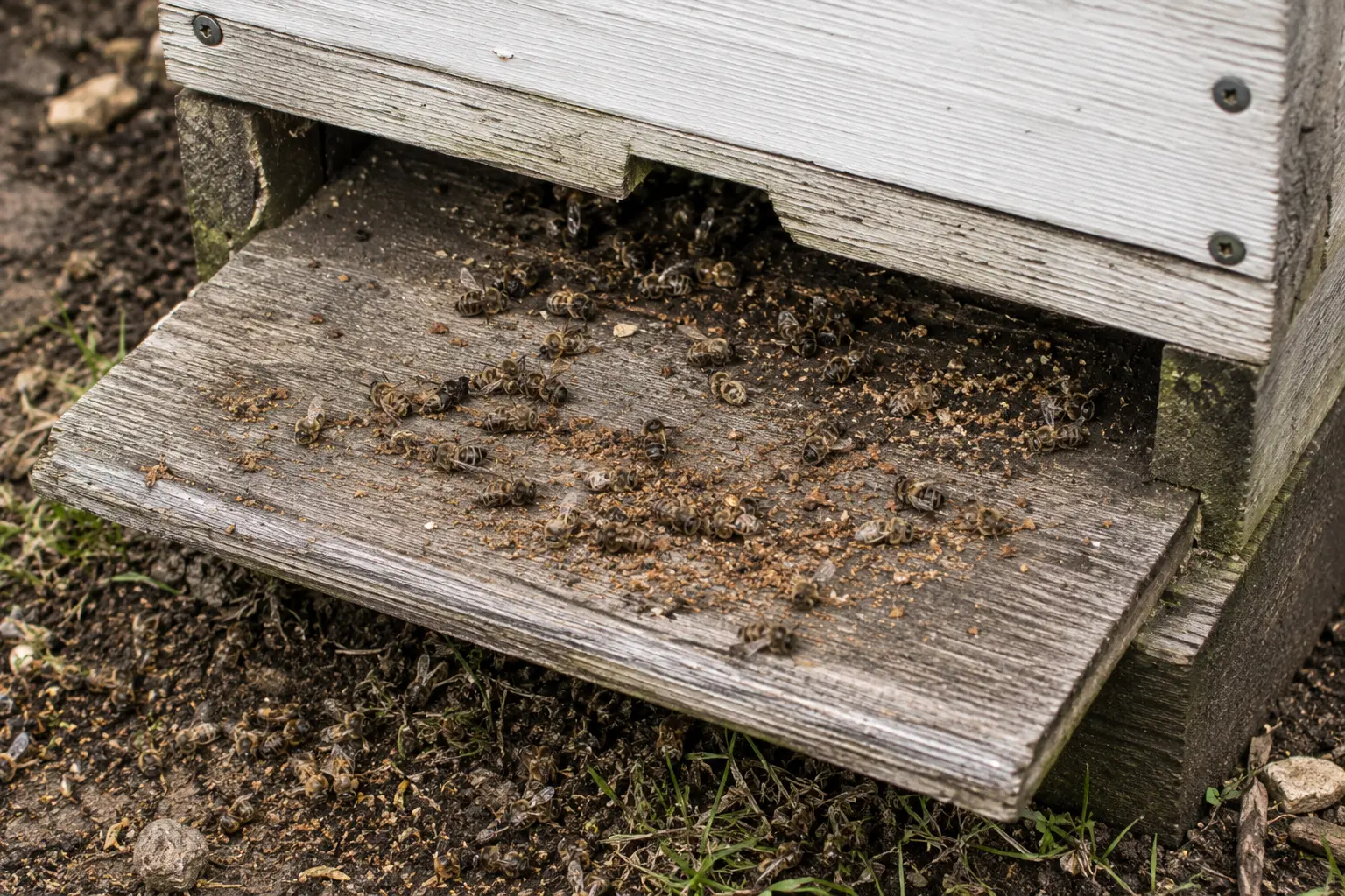 Dead bees and debris near a hive entrance showing colony loss clues