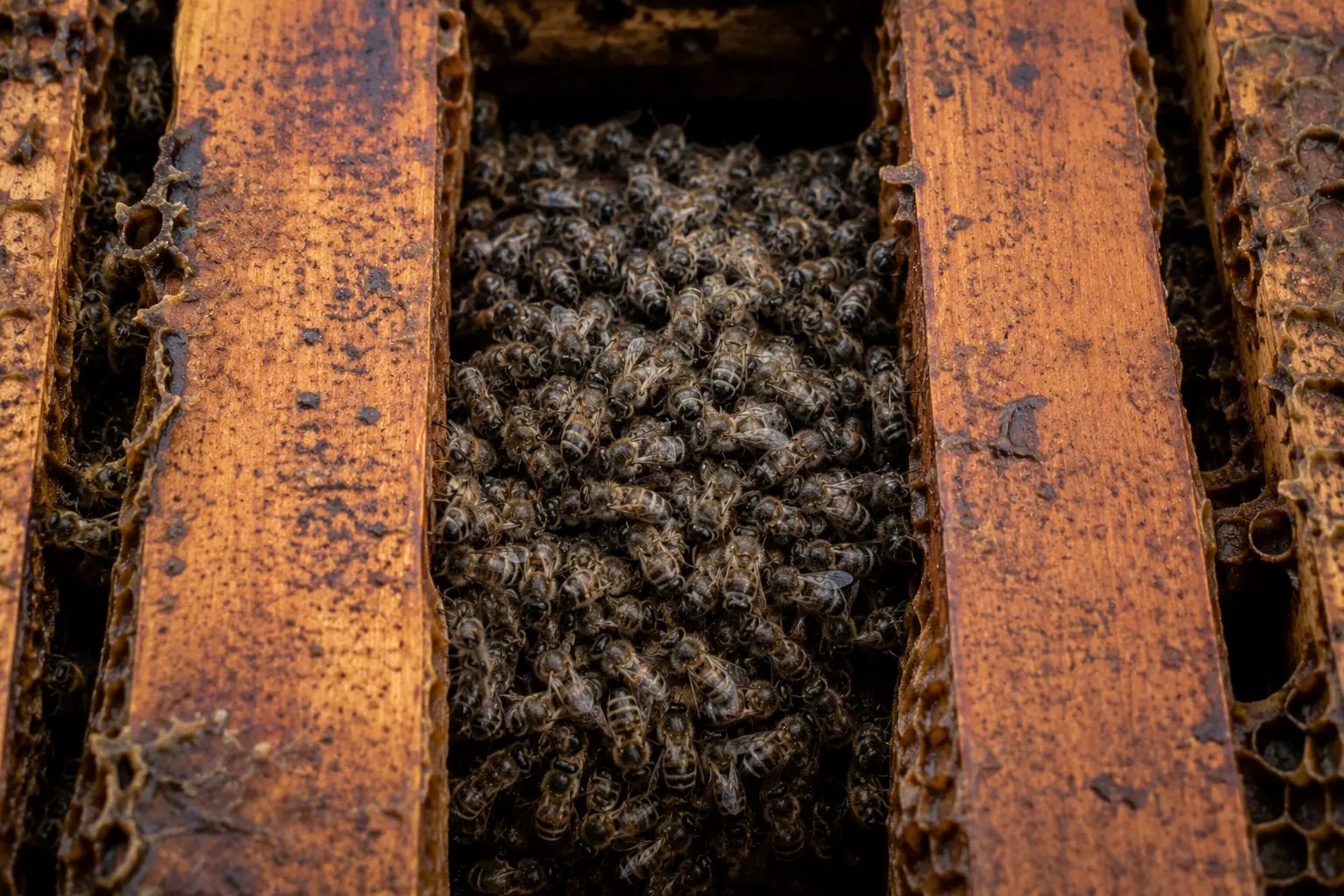 Dead cluster of honey bees between brood frames inside a winter hive