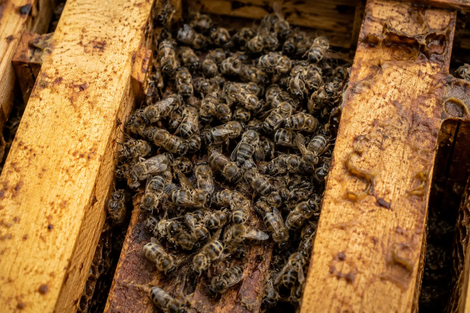 Dead honey bee cluster between frames inside a winter hive