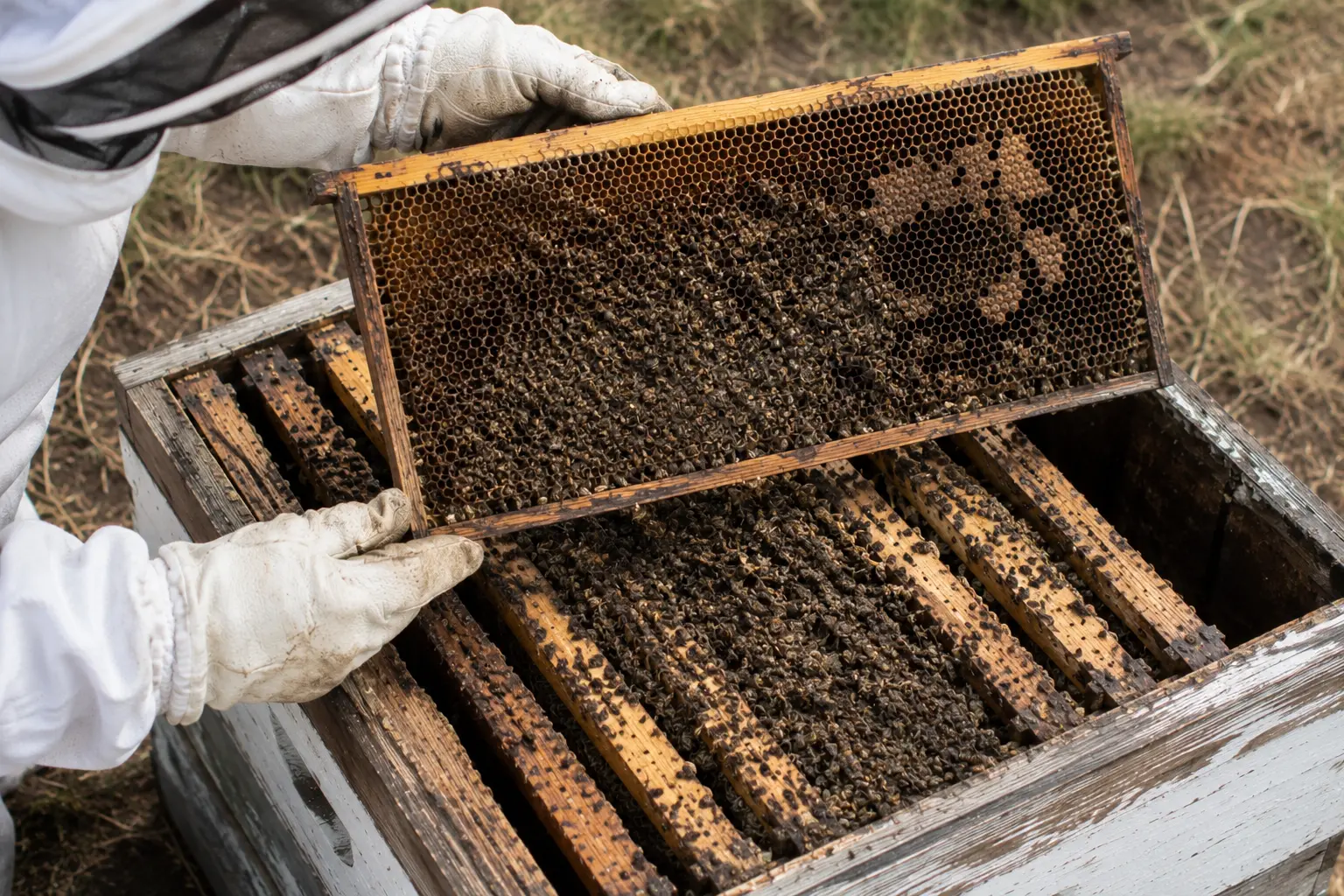 Dead honey bee colony being inspected during a hive loss check