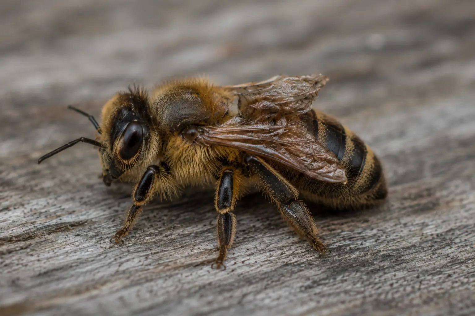 Crawling honey bee with deformed wings suggesting varroa-related virus pressure