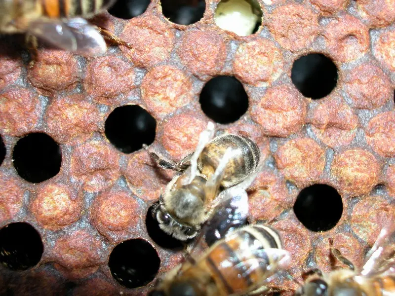Honey bee with deformed wings showing symptoms of deformed wing virus