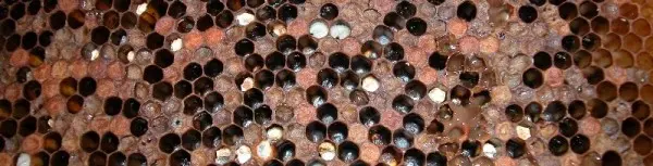American foulbrood infected brood with sunken perforated cappings