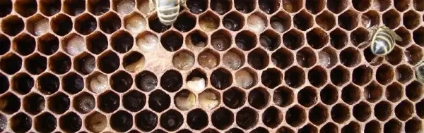 European foulbrood infected larvae showing twisted discoloured brood in open cells