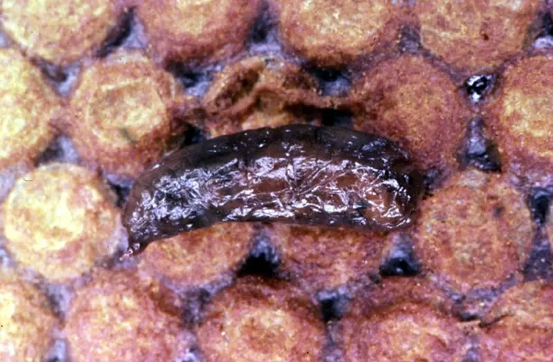 Sacbrood infected larvae showing sac-like appearance