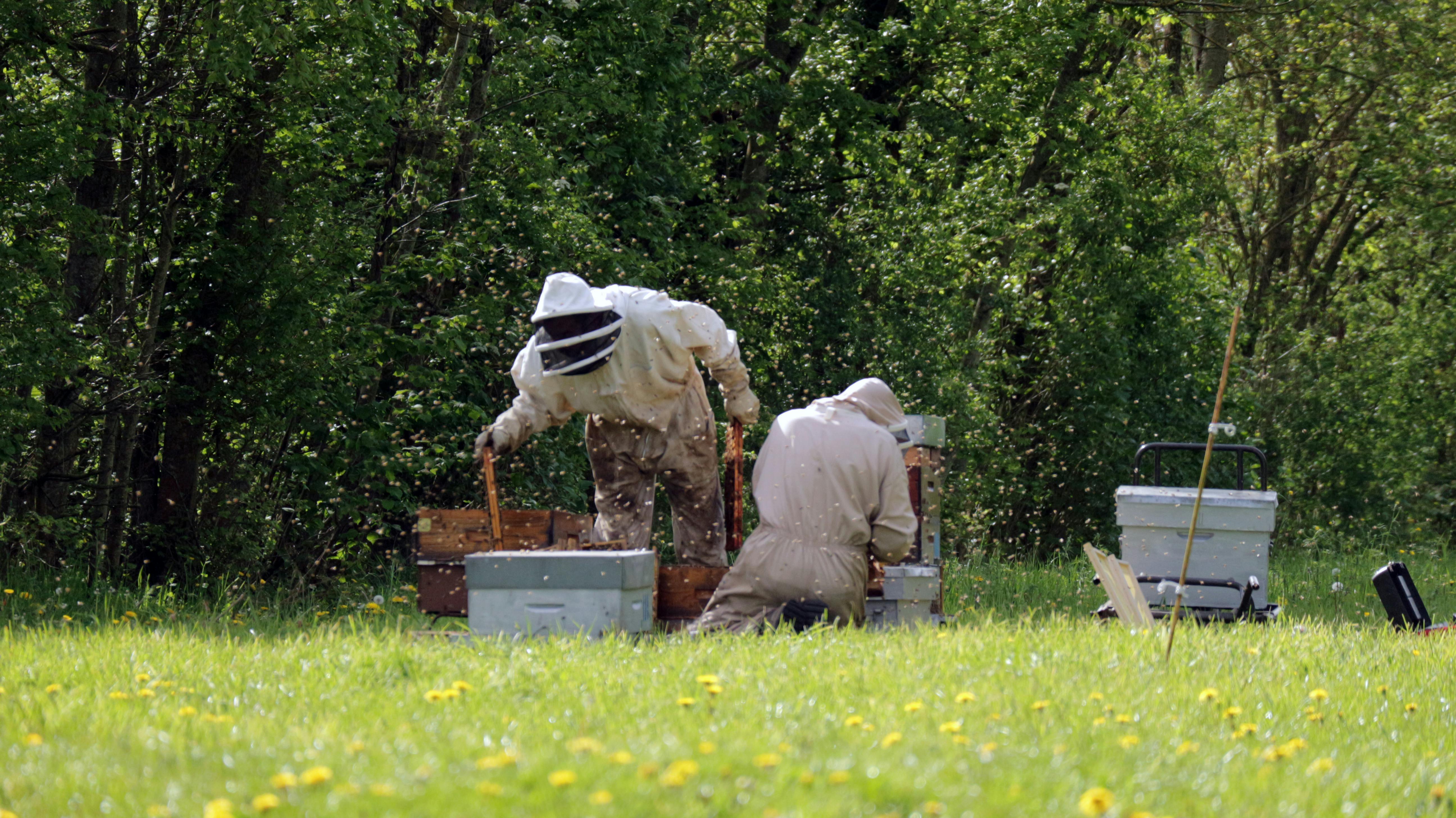 banner showing beekeepers attending a hive