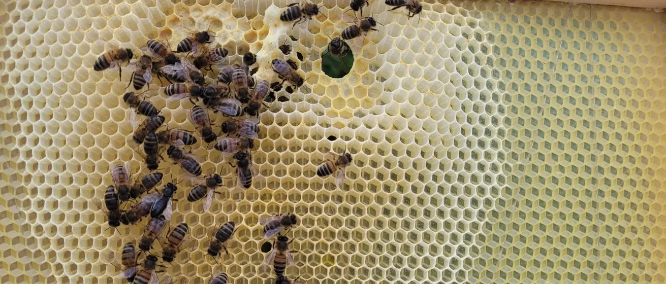 Honey bees drawing new wax comb on foundation in a hive