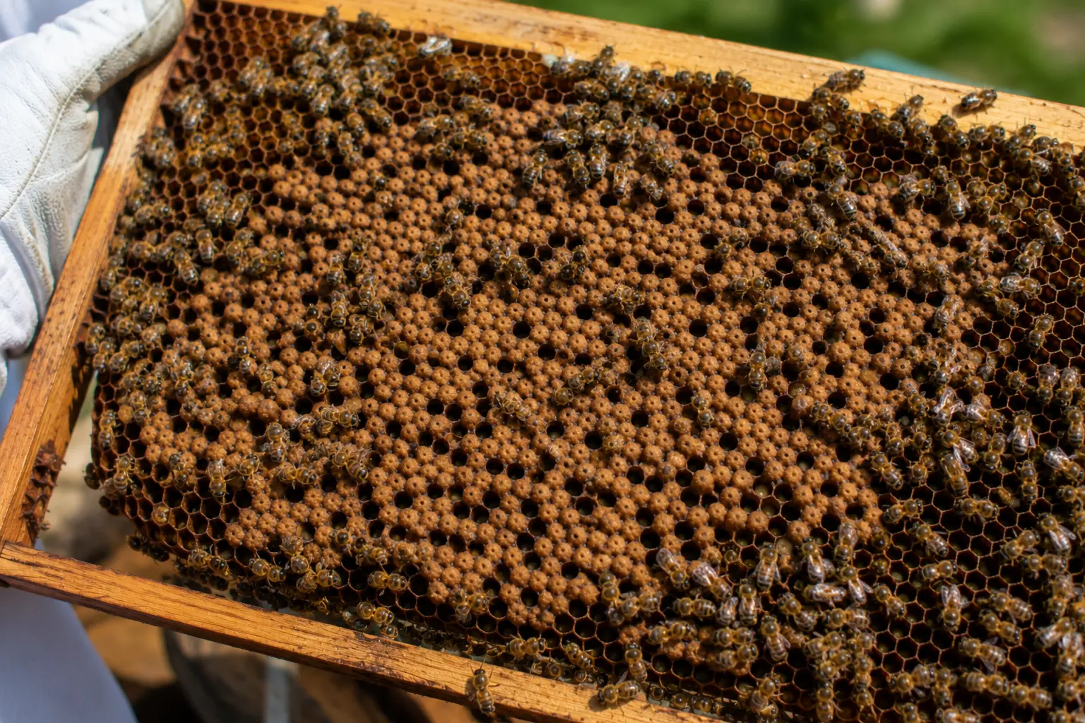 Drone honey bees and worker bees on brood comb during an inspection