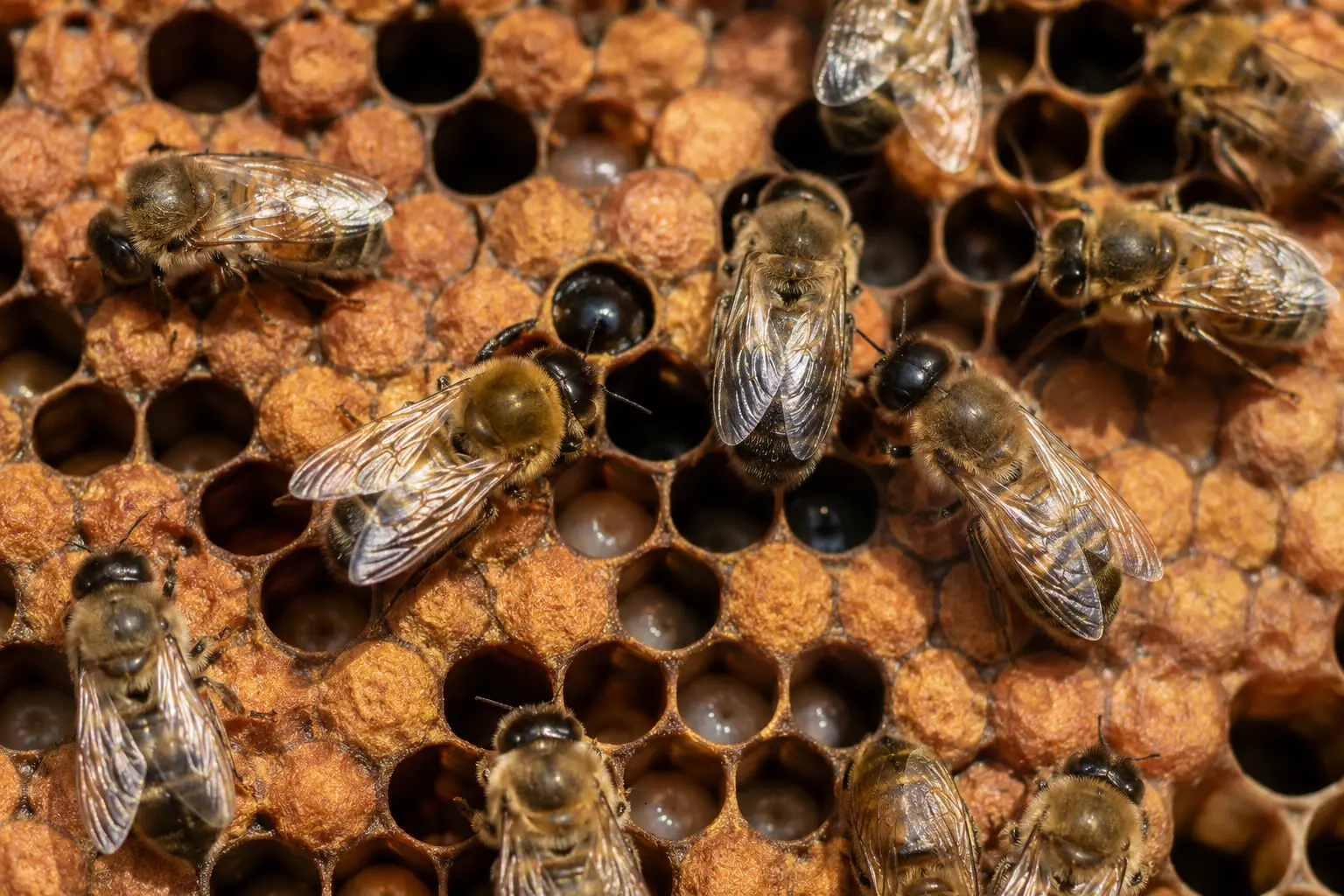 Drone honey bees on brood comb during the active beekeeping season