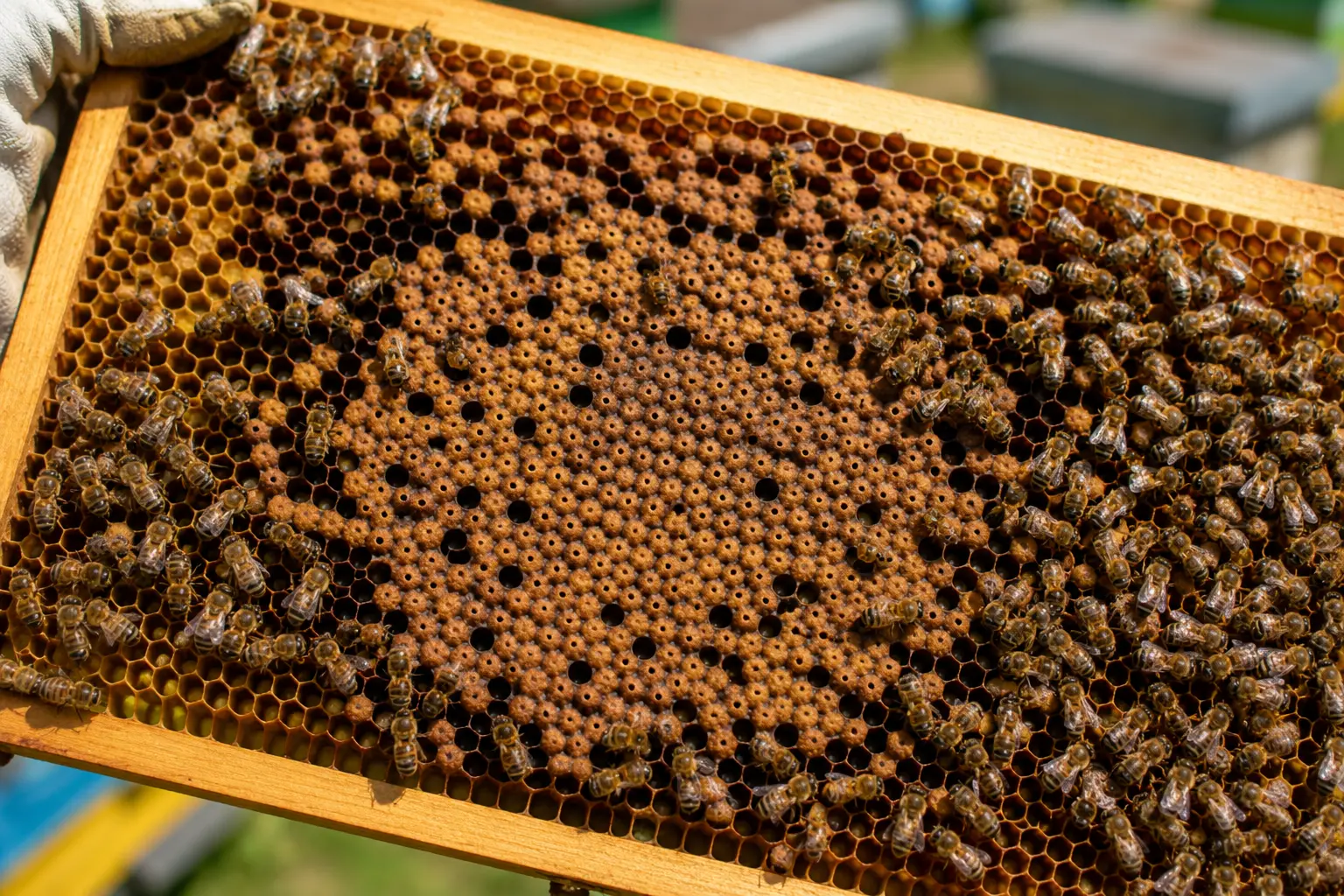 Drone brood pattern on honey bee comb being checked for queen problems