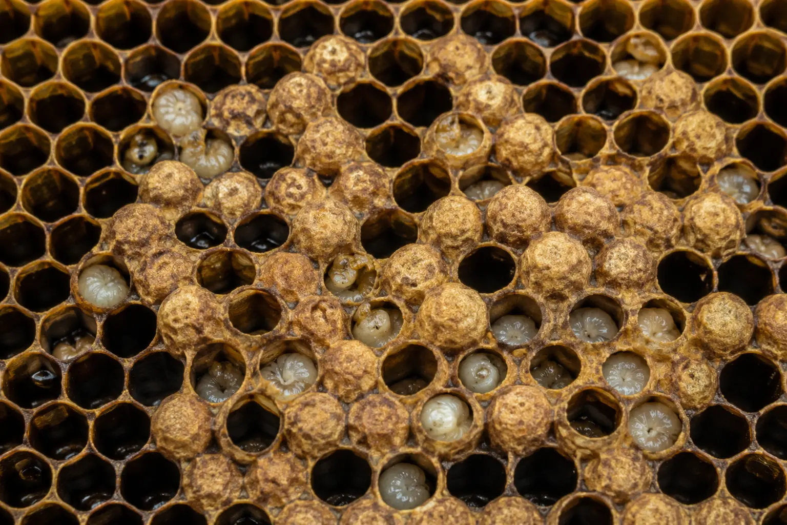 Close-up of uneven domed drone brood in worker cells caused by a failing queen