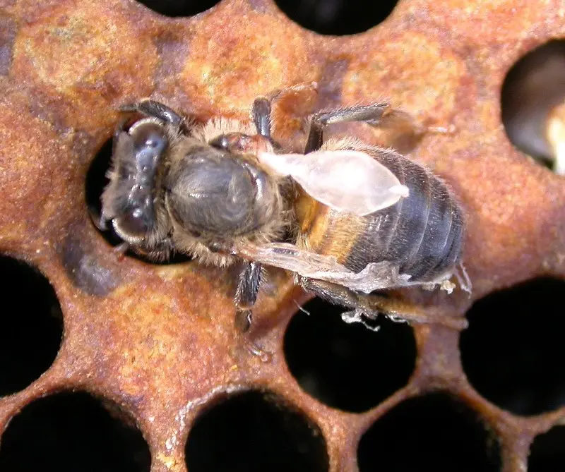 Honey bee with deformed wings crawling near the hive entrance