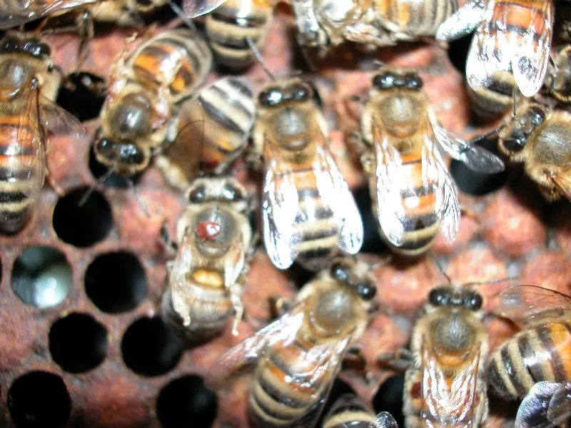 Varroa mite on honey bee showing the link between varroa and deformed wing virus