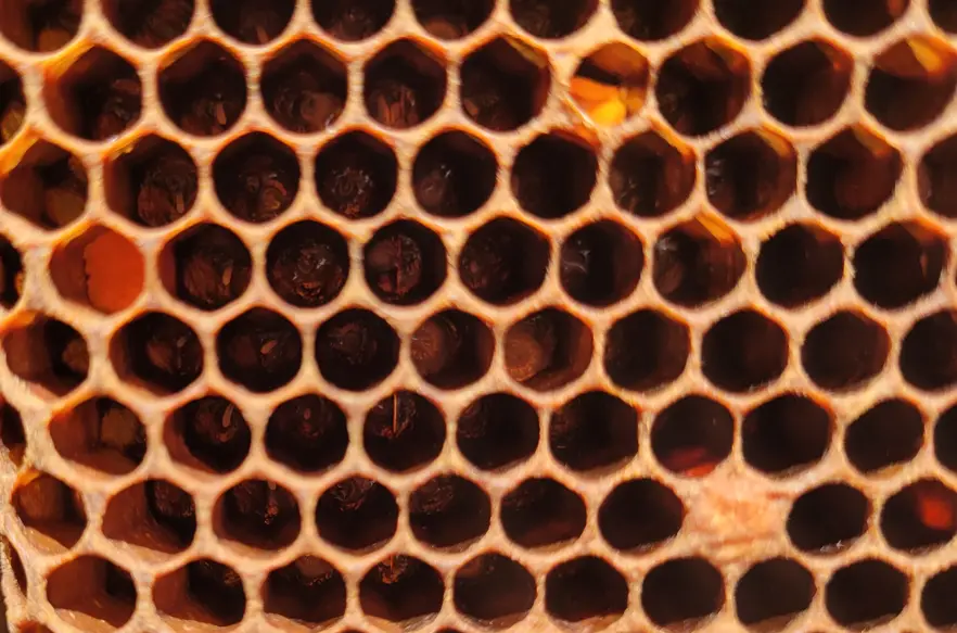 Close-up of eggs in cells (brood stage reference)