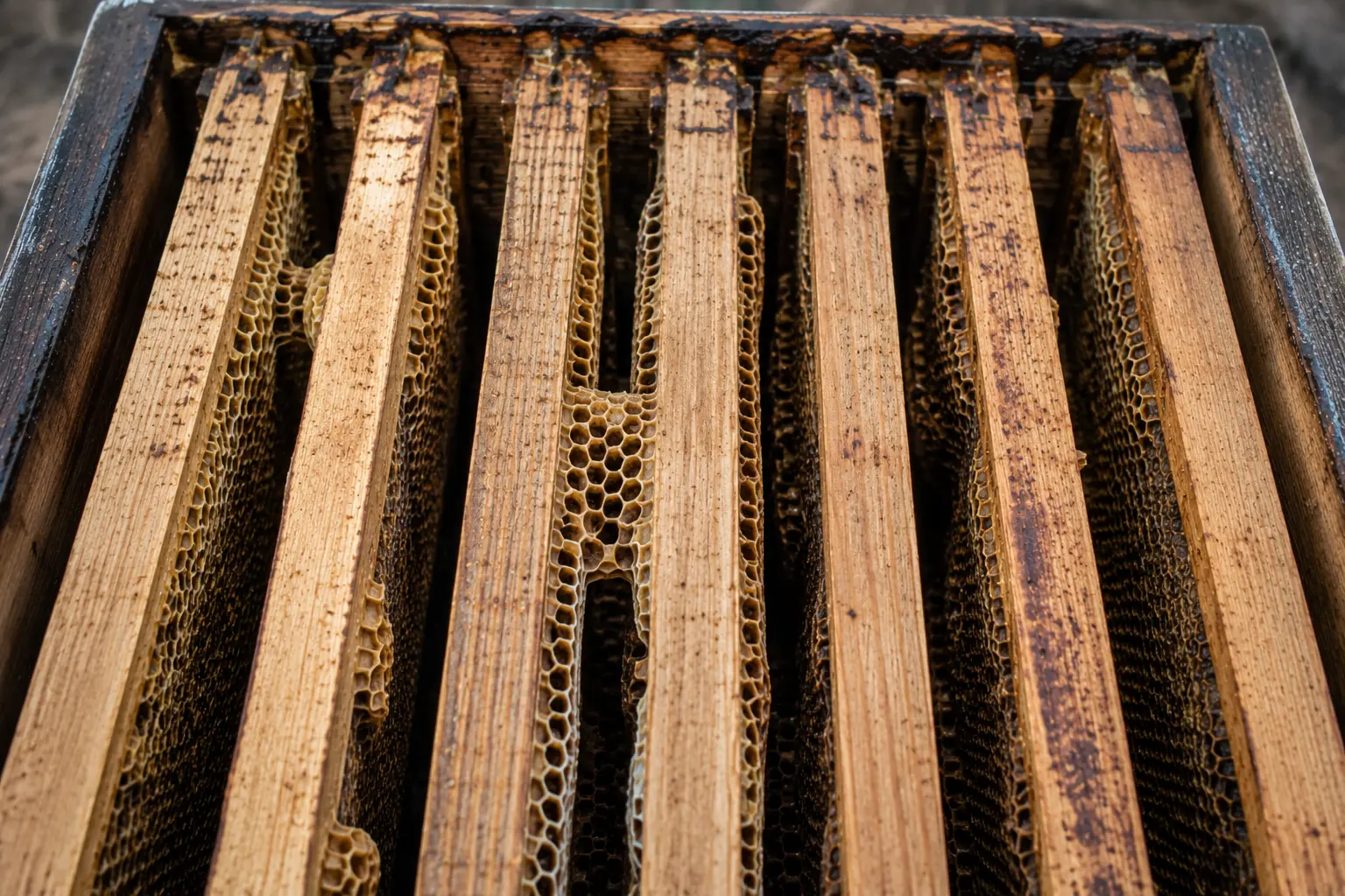 Empty beehive brood frames with no bees remaining after colony loss
