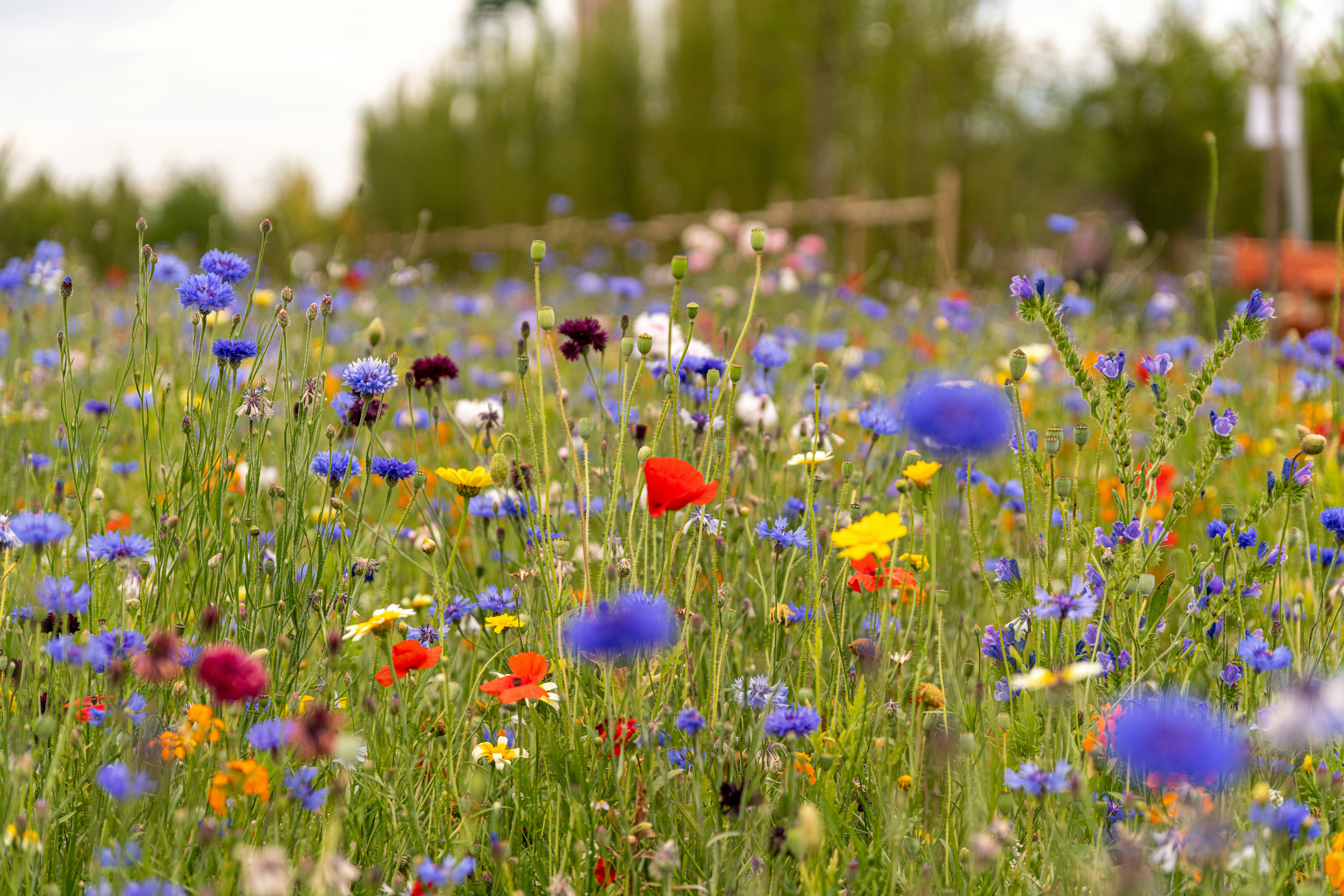 Spring Flowers
