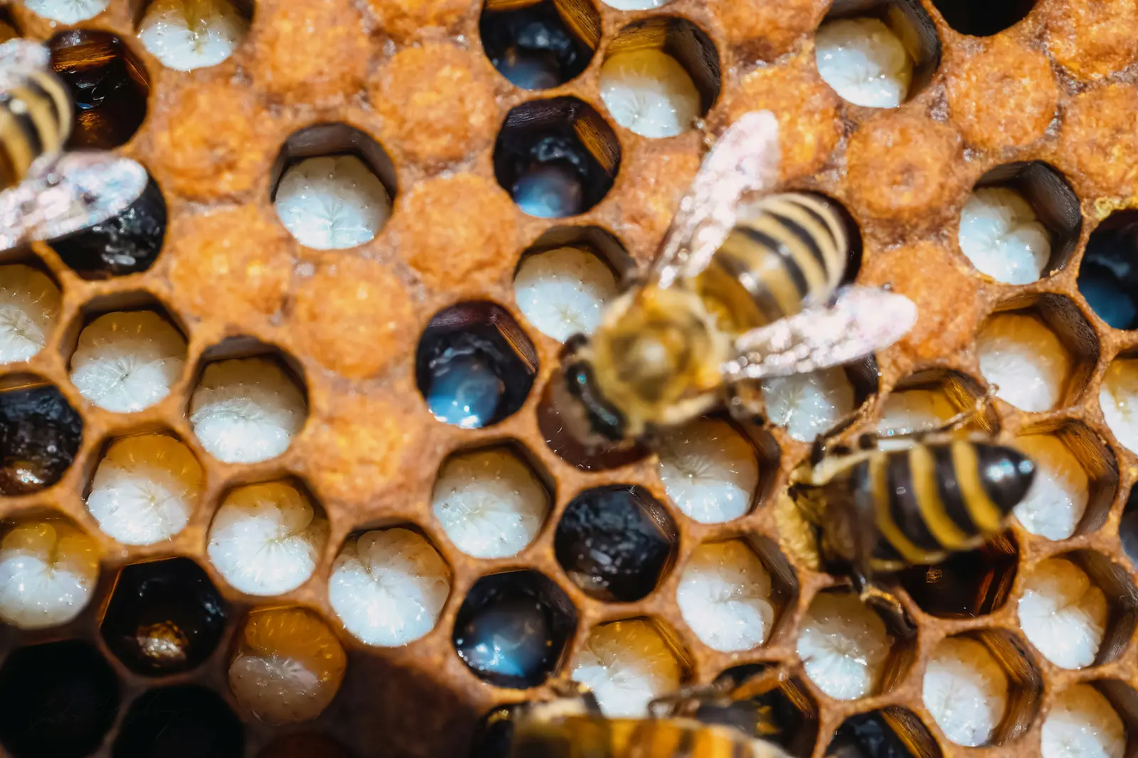 Close-up of brood frame in a clean beehive showing healthy comb