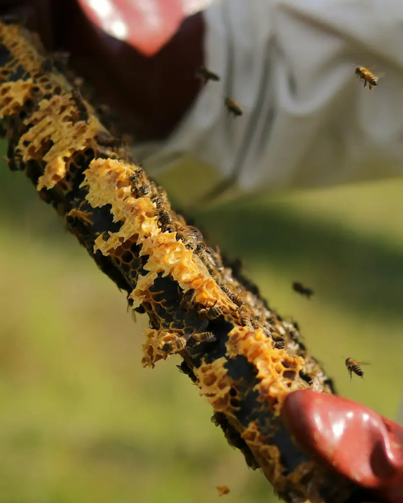 Bees on a brood frame being inspected in July for health and queen performance