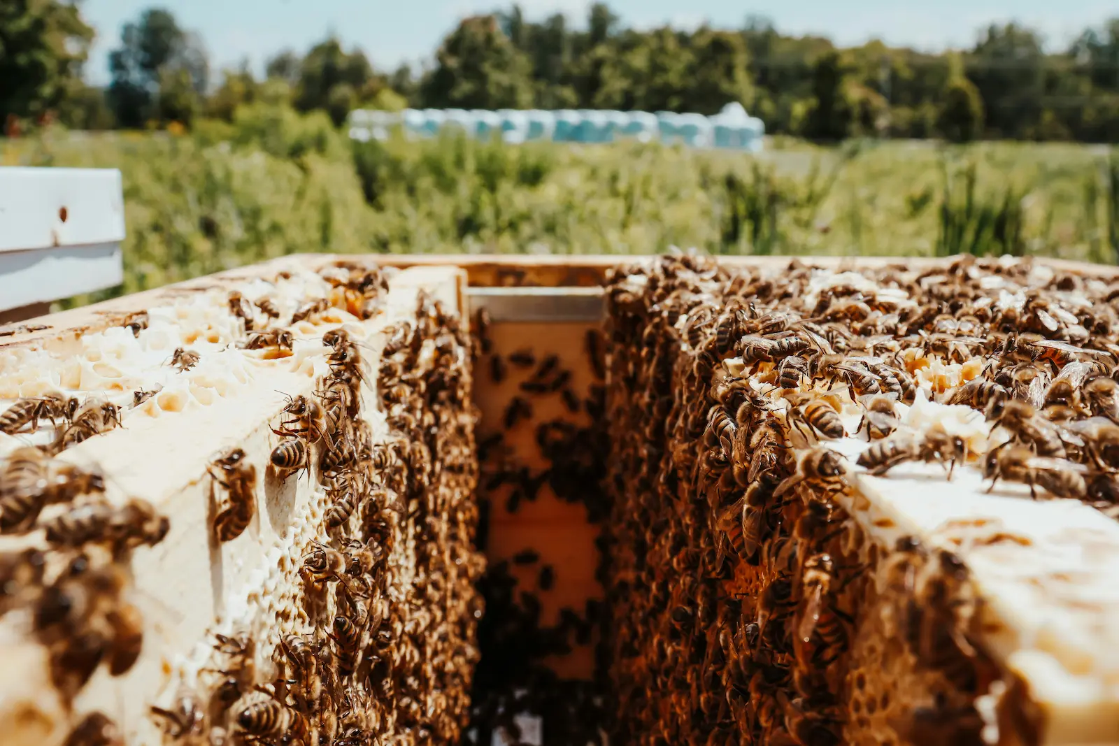 Close-up of the inside of a beehive used in a UK bee sting safety guide