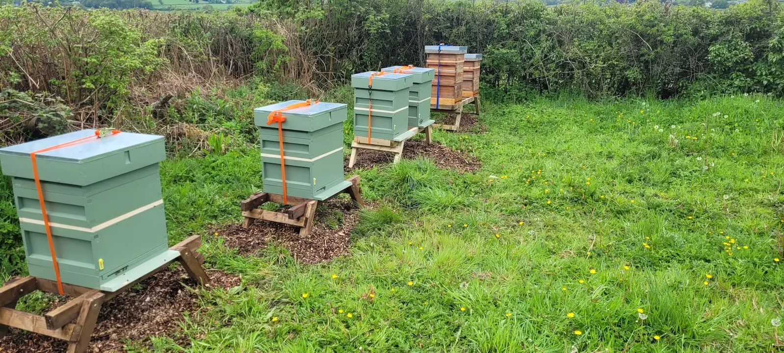 Beekeeping banner showing hives in a rural apiary